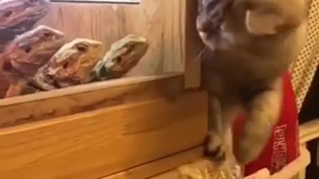 Cat with bearded dragons