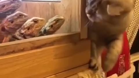 Cat with bearded dragons