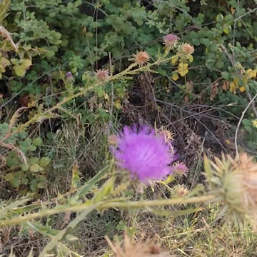 Thistle