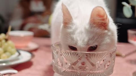 How to Care for Cats