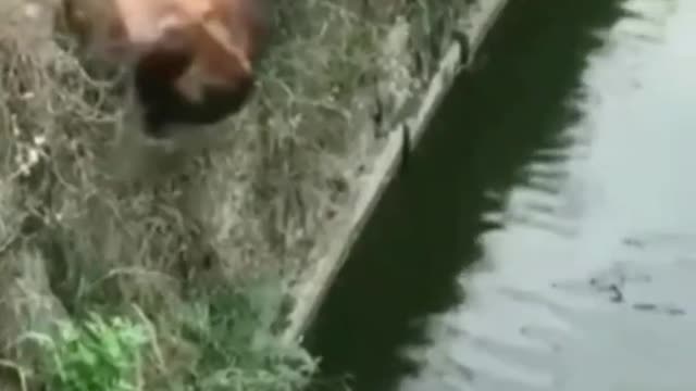 FUNNY ANIMALS VIDEOS TRY NOT TO LAUGH 🤣 | FUNNY CATS | FUNNY DOGS | CUTEST ANIMALS Eps 44