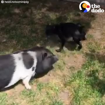 Pig Plays With Puppy Brother | The Dodo