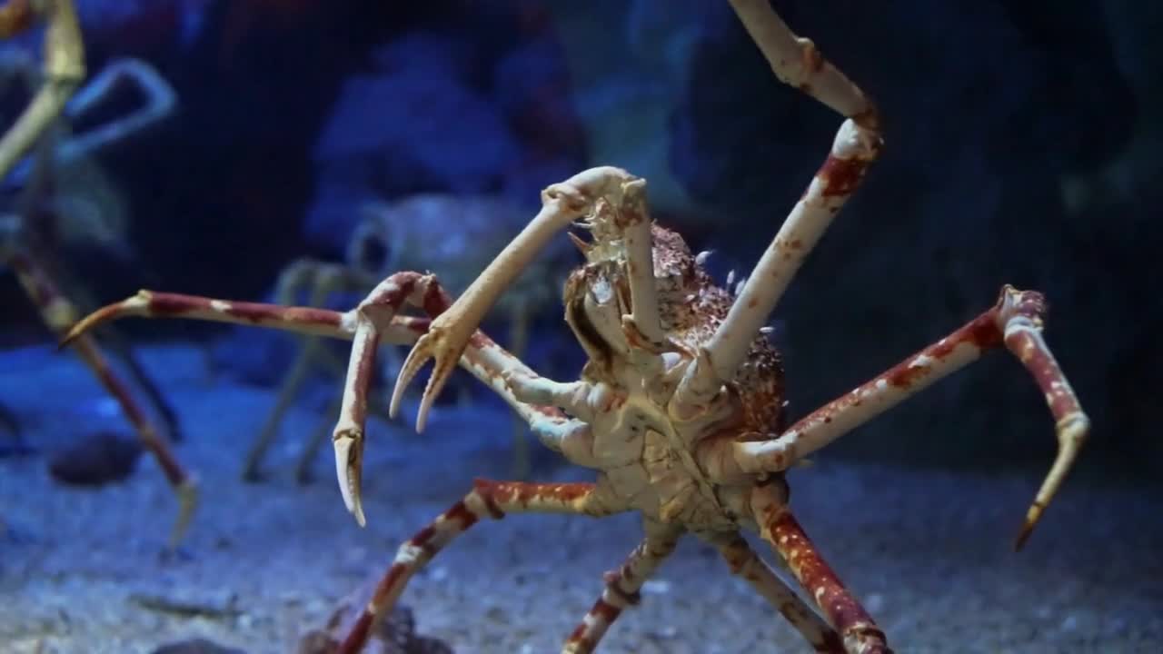 Big king crabs walking in the aquarium