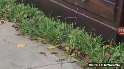 Police Officers Now Taking there Kids to Work Career Day?🤔