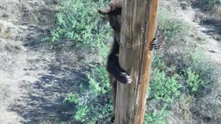 Rescuing a Bear Stuck on a Power Pole