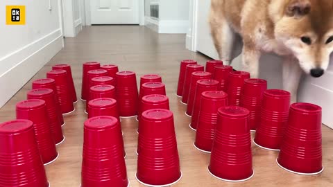 柴犬猜杯子的呆萌樣,超可愛(Shiba Inu guess the cute cup, super cute)