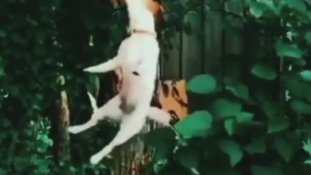 Funny dog