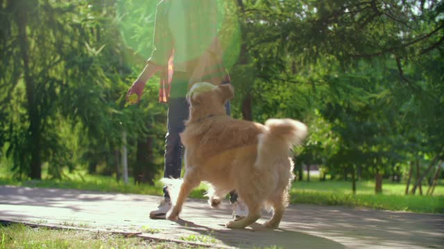 Brown Dog playing with tennis ball