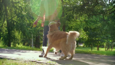 Brown Dog playing with tennis ball