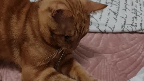 Lulu the kitty
