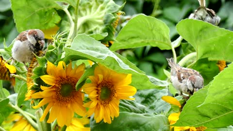 Birds Perched On Flowers