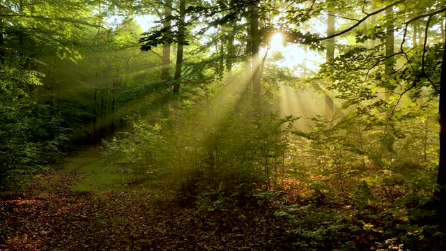 Som ET - 40 - Finding Peace