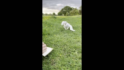 Eagle chick takes their very first steps