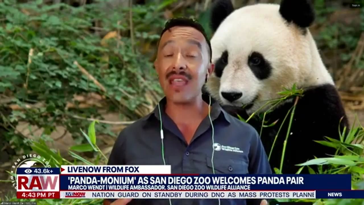 San Diego Zoo welcomes panda pair | LiveNOW from FOX