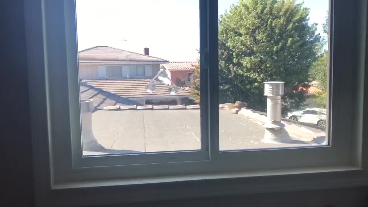 Intruding Squirrel Jumps After Being Caught Stealing From Bird Feeder