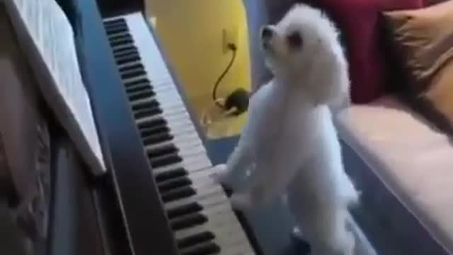 Poodle playing the piano