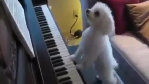 Poodle playing the piano