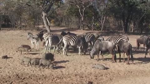 How powerful is a zebra's kick?This pig wants to try