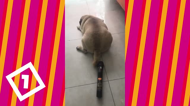 Funny dog