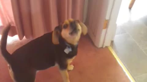 Guy yells with two small dogs in living room