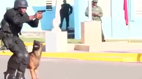 Profesional dog