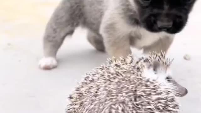 Cute dog plays with the little hedgehog, the little hedgehog perfectly defends the dog from being approached