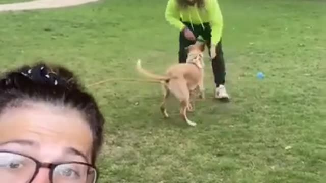 Smart Dog Training Video 🐶 | Dog Training Tricks 🐕 | Dog Training 🐾 | #shorts # dog #dogtraning