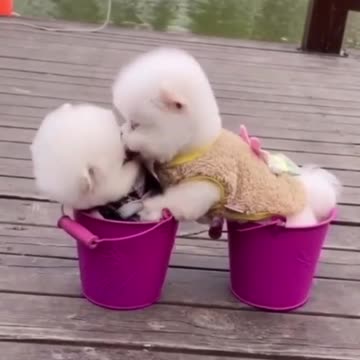 Love time for cute doggies