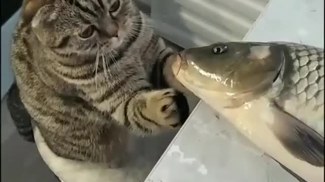 Cat & fish friendship