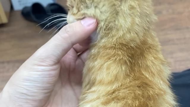 good boy kitty groomming2