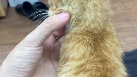 good boy kitty groomming2