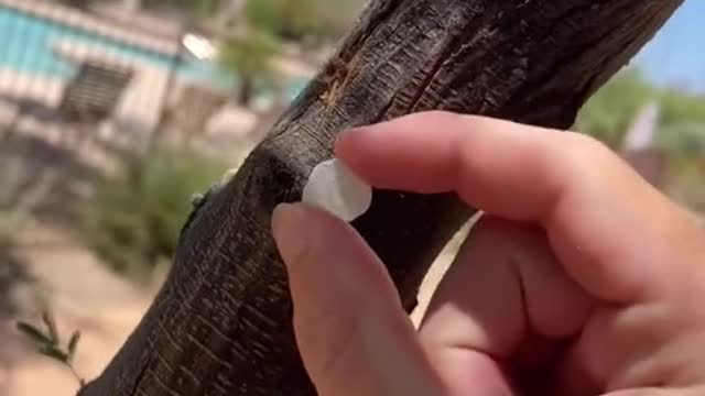 most exptic gum, from a tree