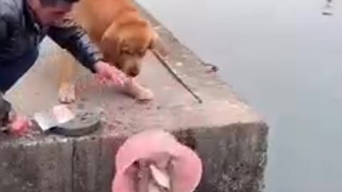 Cute dog stop killing fish