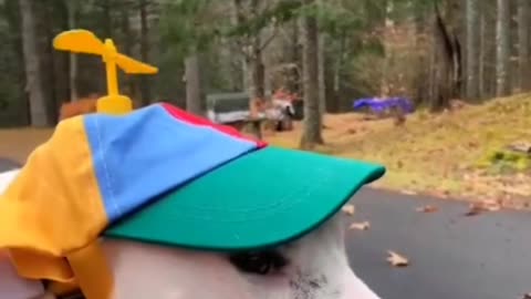Funny animal Video