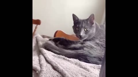 Funniest Dogs And Cats - Funny Animal Videos