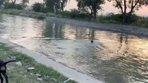 Dogs and Me Diving In world Biggest pool