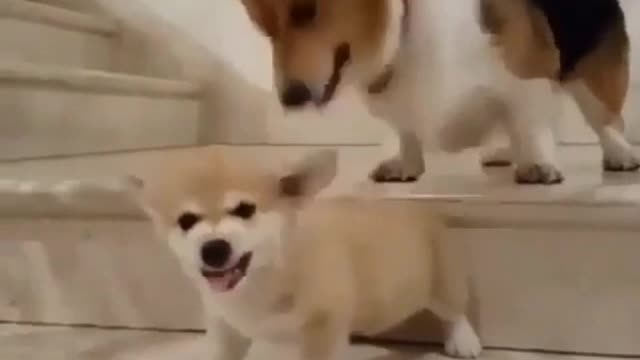 Funny Little Animals