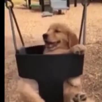 Kittens & Pups-Cutest 2021-Hilariously Cute 11