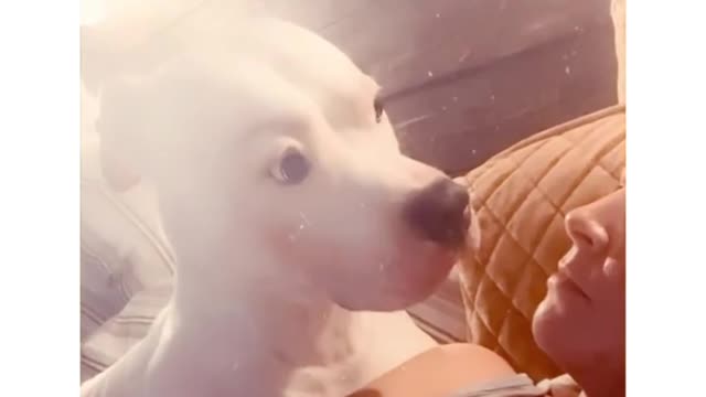 Playing with dogs 🐕