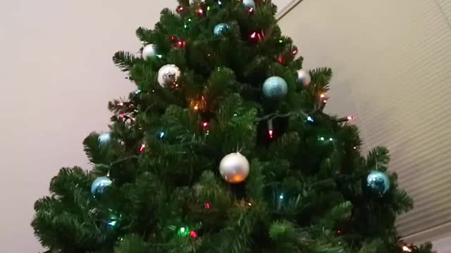 Funny Christmas Dog Video With Loki and Friends: Caught On Furbo