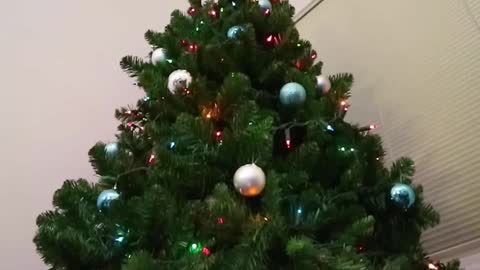 Funny Christmas Dog Video With Loki and Friends: Caught On Furbo