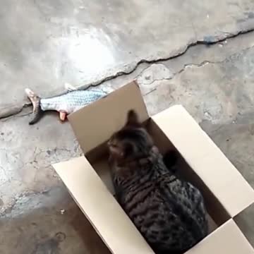 Cat Fights With Fish Over A Box #shorts