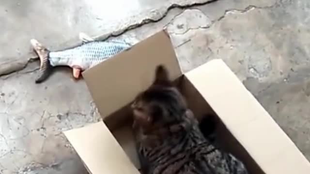 Cat Fights With Fish Over A Box #shorts