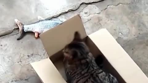 Cat Fights With Fish Over A Box #shorts