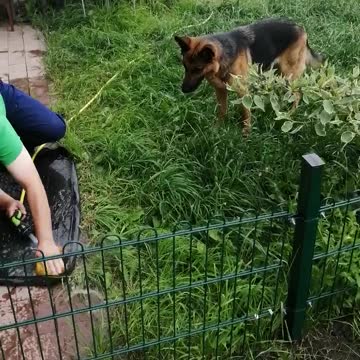 The dog is played with water.