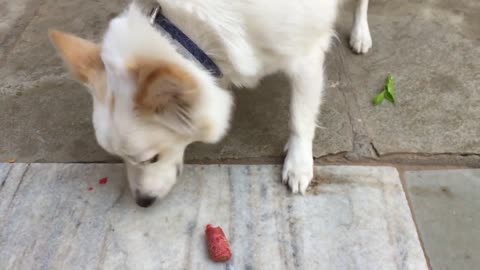 Feeding Carrot to my pomeranian dog