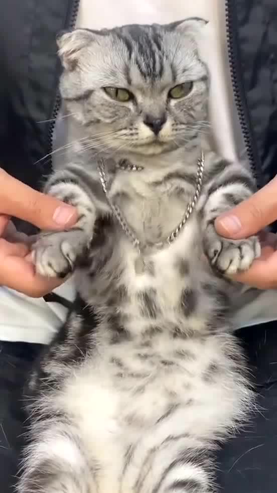 Adorable cat dances to the music stylishly