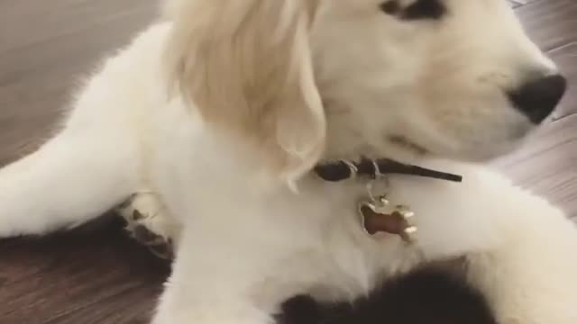 Courteous puppy pretends to like spinach