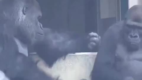 Gorilla Foreplay