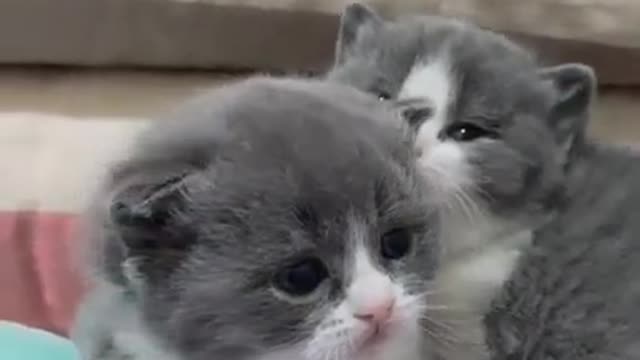 Cute Cat _ Cute Pets Funny Animals Compilation #shorts #545